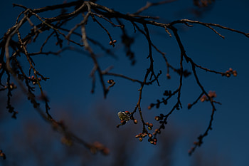 Flowers, Dark, Bloom, Flowering, Branch, Buds, Spring HD wallpaper