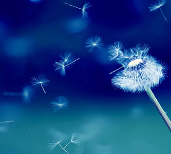 I Wish For......, nature, flowers HD wallpaper
