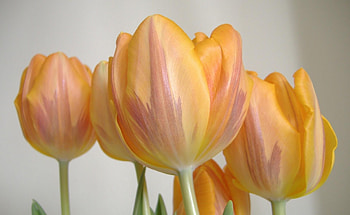 Flowers, Tulips, Close-Up, Striped, Buds HD wallpaper
