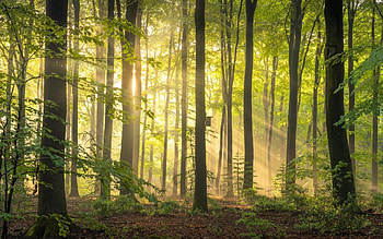 Sunbeams in Forest, trees, sunbeams, nest box, forest HD wallpaper