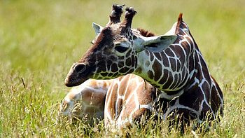 Animals, Grass, To Lie Down, Lie, Spotty, Spotted, Giraffe HD wallpaper