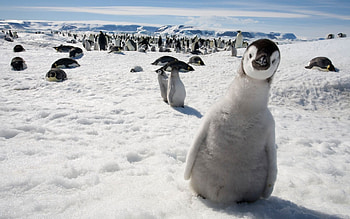 Antarctica, Surprised Penguin, Flock, Background HD wallpaper