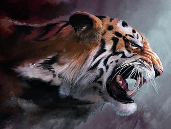 Animals, Tigers HD wallpaper