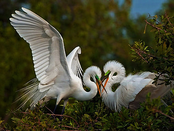 Games, Animals, Birds, Heron, Couple, Pair HD wallpaper