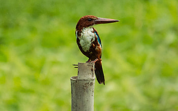 White-throated Kingfisher, animal, nature, kingfisher, bird HD wallpaper