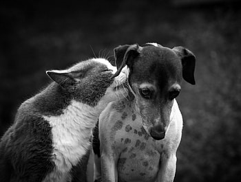 Friendship, animal, dog, kitten, puppy, cat HD wallpaper