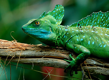 Basilisk, animal, green, reptile, lizard HD wallpaper