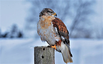Ferruginous hawk in flight, Avian elegance HD wallpaper