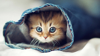 Cute cat , High-resolution , Feline cuteness overload, Lovely backgrounds HD wallpaper