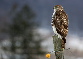 Animals, Bird, Predator, Hawk, Stump HD wallpaper