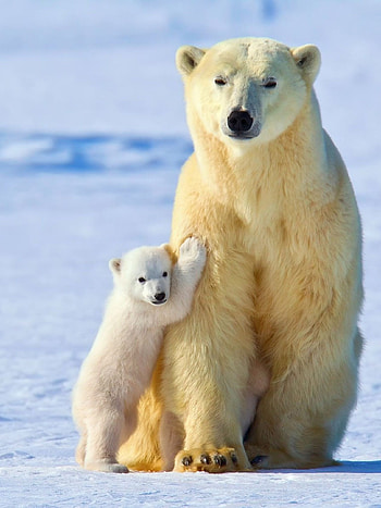 Polar paradise, Breathtaking , Arctic splendor, Stunning visuals HD phone wallpaper