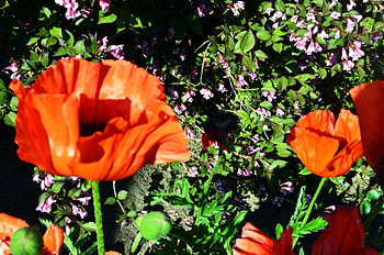 Poppies, turkish, big, red, blossoms HD wallpaper