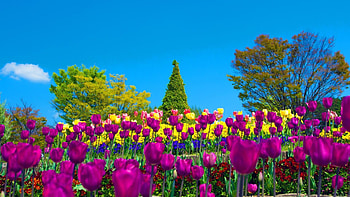 Tulips, color, graphy, farm, hue, pretty, cerise, yellow, fields, nature, flowers HD wallpaper