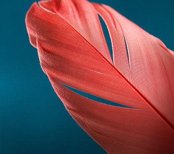 Feathers Macro, feather, macro, graphy, birds HD wallpaper