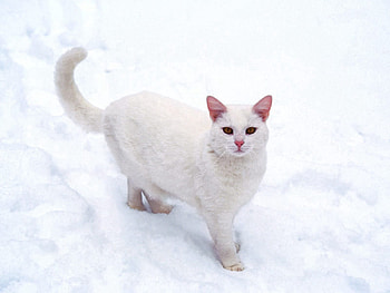 Animals, Snow, Cat, Frost HD wallpaper