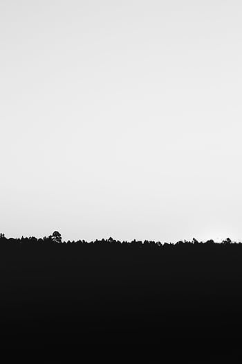 A minimalist black and white featuring a tree silhouette against a bright sky background. HD phone wallpaper