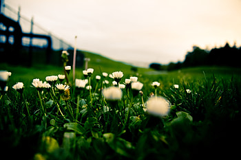 Flowers, Grass, Horizon, Greens, Lawn HD wallpaper