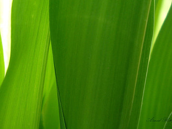 Feel, rain, vista, beautiful, plant, green, nature, the, leaf, amazing, macro HD wallpaper