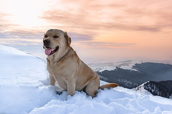 Animals, Mountains, Snow, Dog, Labrador HD wallpaper