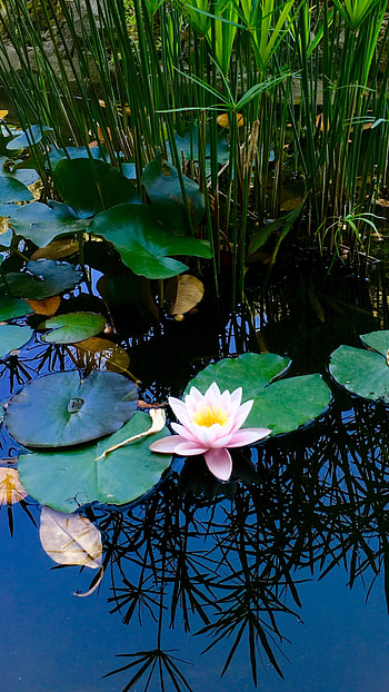 Water Lily, Pink, Adorable Flower HD phone wallpaper