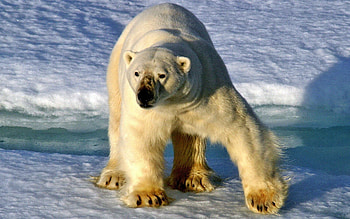 Animals, Snow, Bear, Stroll, Sunlight, Polar Bear HD wallpaper