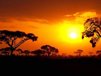 African sunset, Kenya and Tanzania, Red sky, Silhouetted trees HD wallpaper