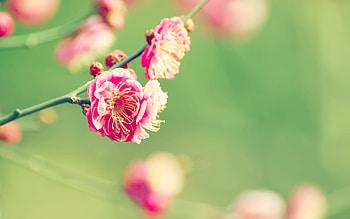 Apricot Japanese, nature, flowers HD wallpaper