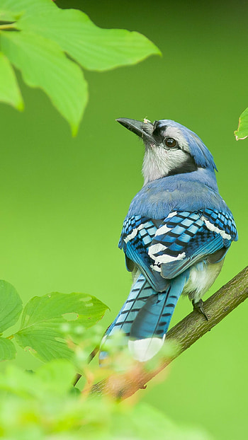 Blue jay, Birds HD phone wallpaper