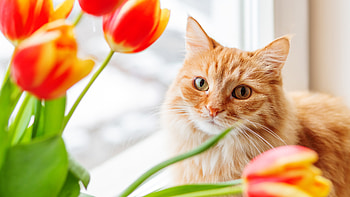 Light Brown White Cat With Stare Look Is Sitting Near Glass Window Cat HD wallpaper
