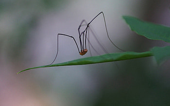 Macro, Legs, Paws, Spider, Long HD wallpaper