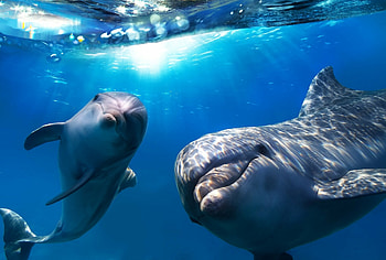 Underwater, Dolphins HD wallpaper