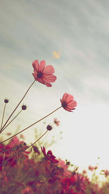 summer, flower, nature HD phone wallpaper