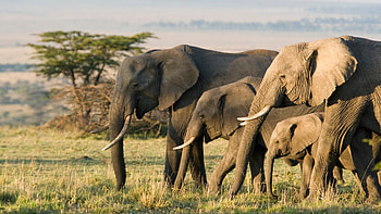 Mysterious elephant deaths, Botswana puzzle, Unexplained phenomenon, Wildlife mystery HD wallpaper