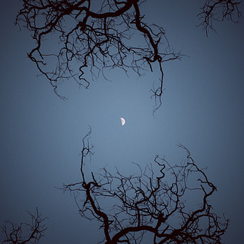 Nature, Sky, Night, Moon, Branches, Bottom View HD phone wallpaper
