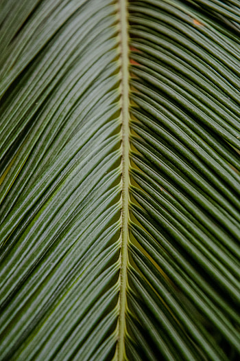 Macro, Palm, Branch, Leaflet, Tropical HD phone wallpaper
