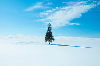 Winter, Sky, Snow, Horizon, Wood, Tree, Minimalism HD wallpaper