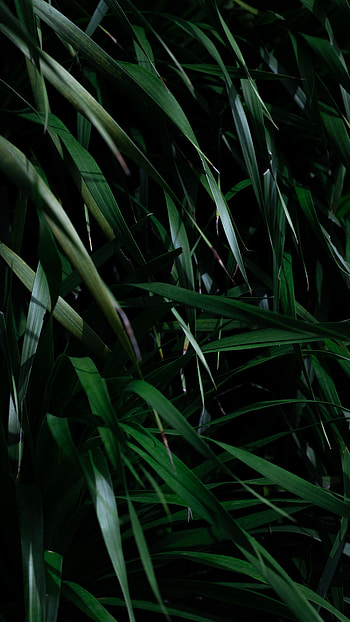 Grass, Leaves, Plant, Dark, Shadows HD phone wallpaper