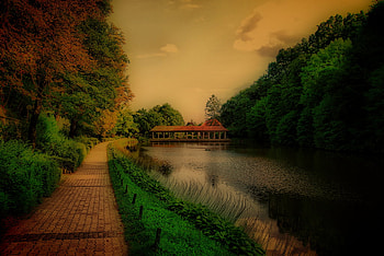 Strange world, grass, water, tree, pond HD wallpaper