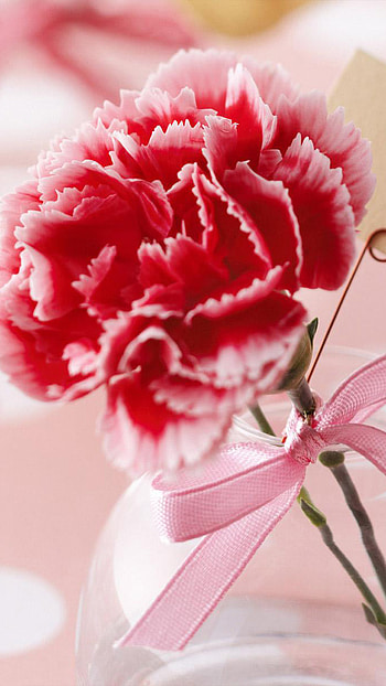 online, Flowers carnations HD phone wallpaper