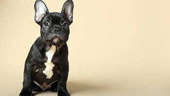 French Bulldog, Adorable pet, Playful companion, Charismatic personality HD wallpaper