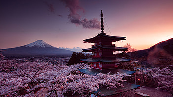 Amongst the Cherry Blossoms, japan, temple, japanese, cherry, building, blossom HD wallpaper
