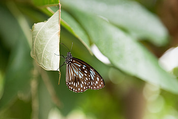 Animals, Macro, Sheet, Leaf, Insect, Butterfly, Fuzzy, Blurred HD wallpaper