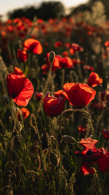 Flowers, Poppy, Wildflowers HD phone wallpaper