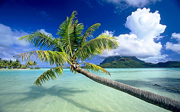 Palm Over the Azure Water, palm, clouds, sky, nature, ocean, tree HD wallpaper