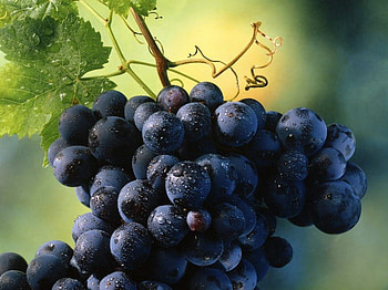 Grapes, summer, nature, fruits, food HD wallpaper