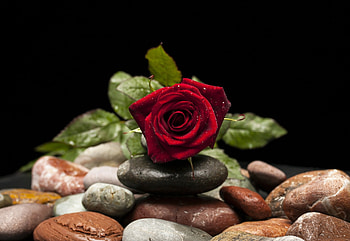 Red Rose, Water, Stones, Rose, Drops HD wallpaper