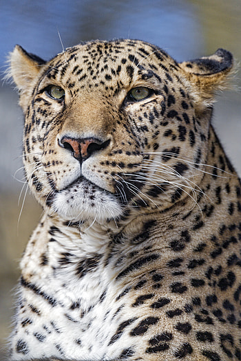 Animals, Leopard, Muzzle, Predator, Big Cat, Sight, Opinion HD phone wallpaper