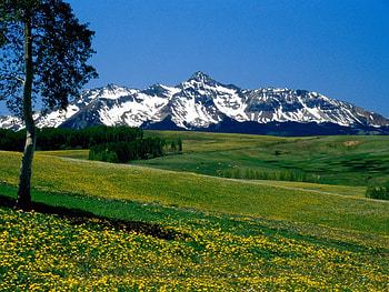 Nature, Flowers, Grass, Mountains, Wood, Tree, Meadows, Colorado HD wallpaper