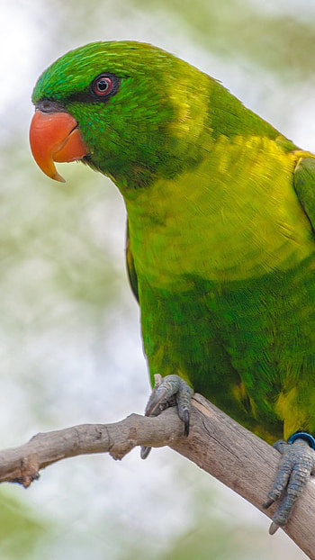 Parrot, Green Parrot bird HD phone wallpaper