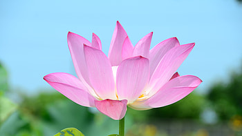 Lotus , High resolution HD wallpaper